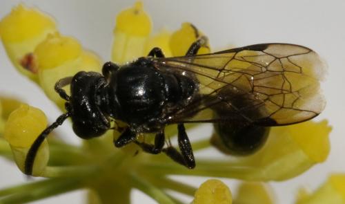 Psenulus fuscipennis